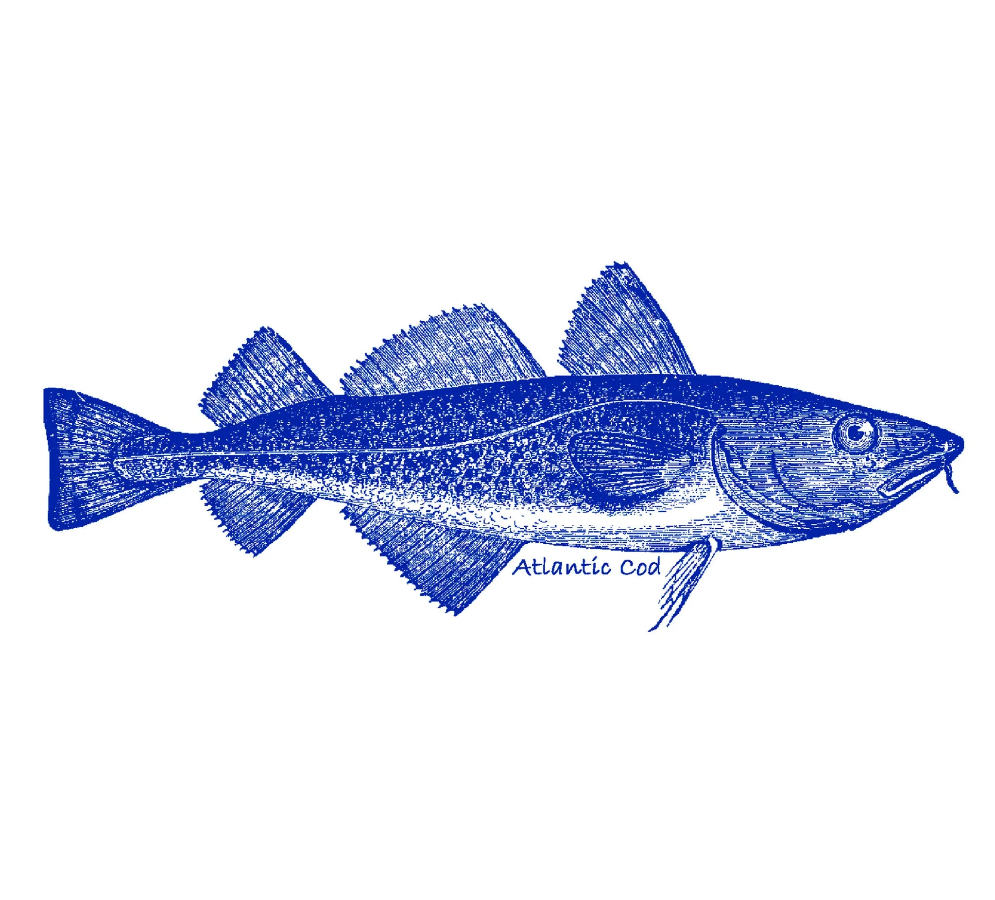 Atlantic Cod - In-Glaze Decal - Mug