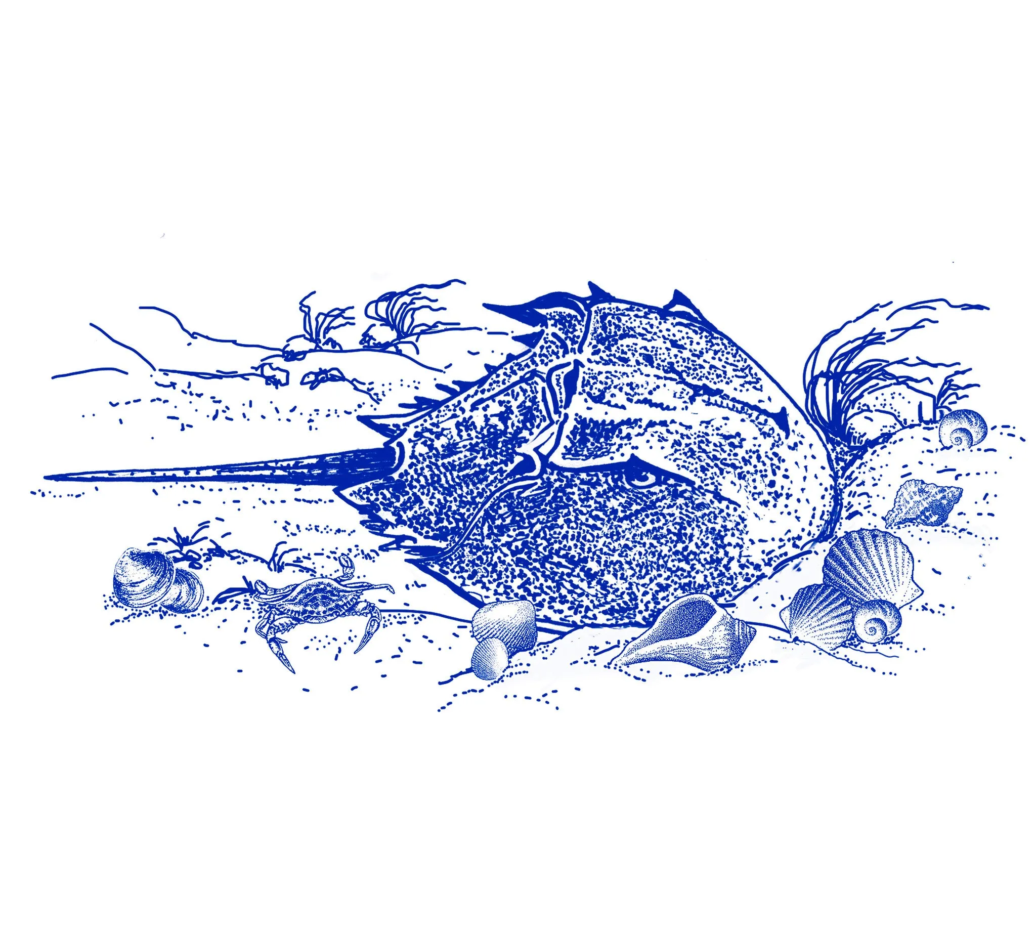 Horseshoe Crab - In-Glaze Decal - Mug