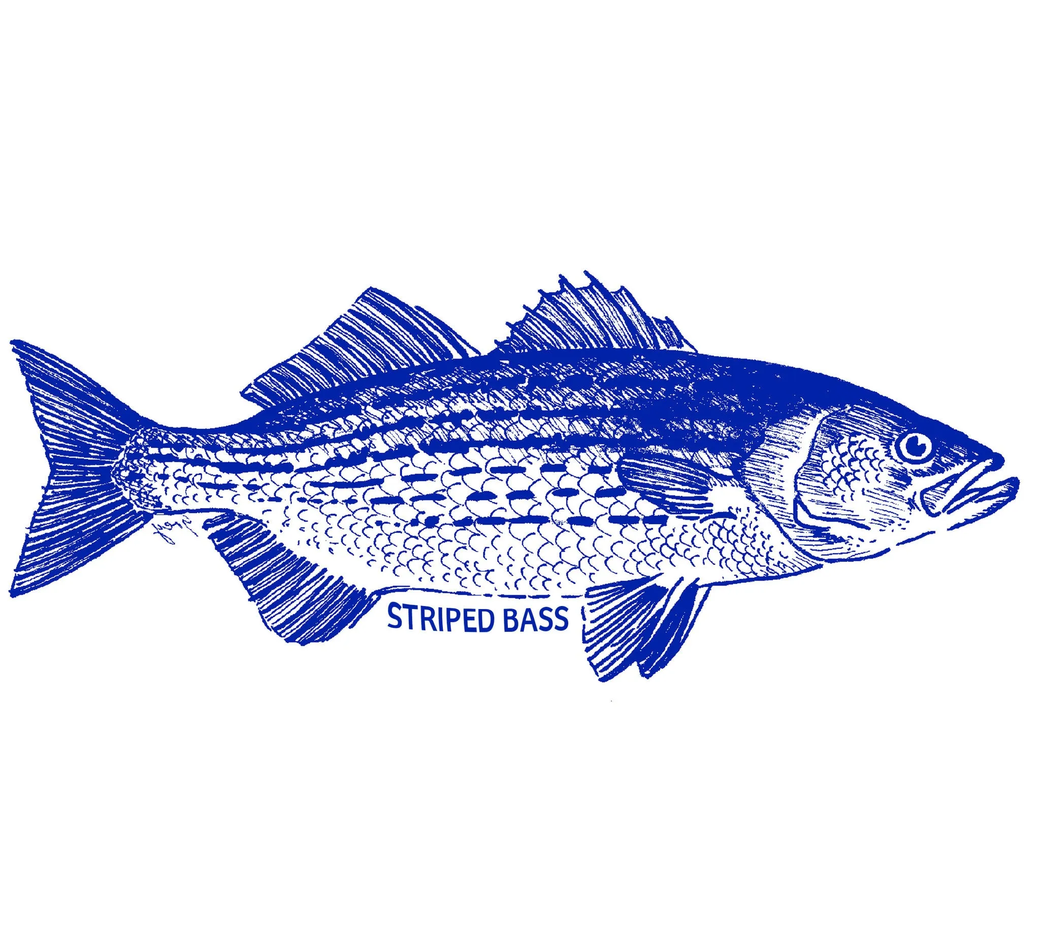 Striped Bass - In-Glaze Decal - Mug